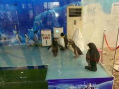 活体企鹅出租需要哪些流程
